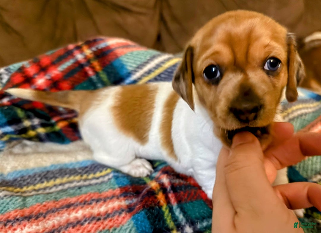 Miniature Dachshund dogs for sale: Miniature Dachshund SH Girl - Ad 4