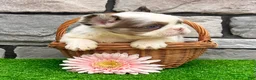 French Bulldog dogs for sale: Darla - Ad 4