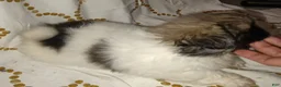 Pekingese dogs for sale: Pekingese Parti Male pup chubbs  - Ad 2