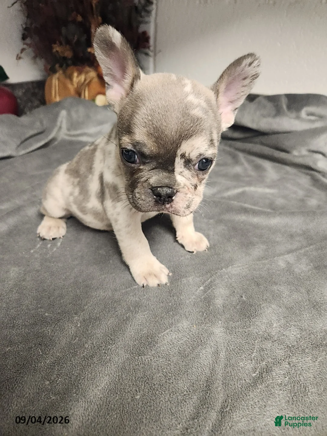 French Bulldog dogs for sale: Ashton - Ad 1