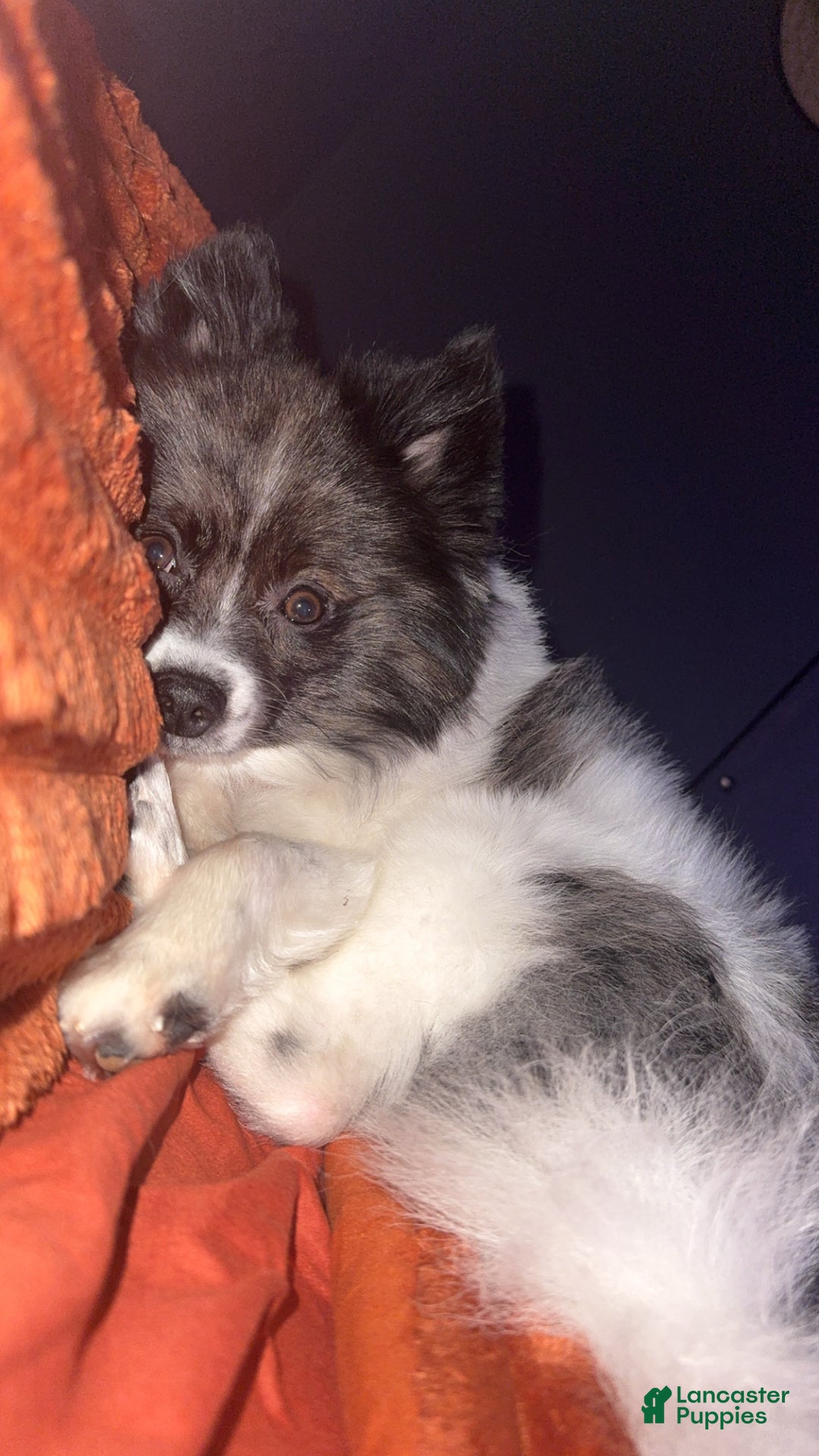 Pomeranian dogs for stud: Nash  - Ad 1