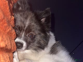 Pomeranian dogs Nash - Ad 2