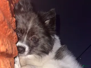 Pomeranian dogs Nash - Ad 3