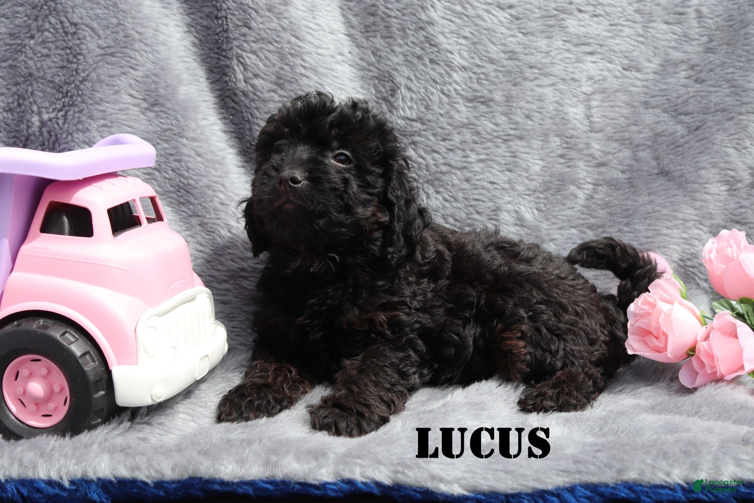 Mini Goldendoodle dogs for sale: Lucus - Ad 3