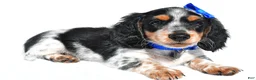 Miniature Dachshund dogs for sale: Parker - Ad 4