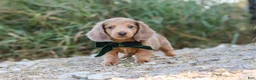 Dachshund dogs for sale: Alex - Ad 9