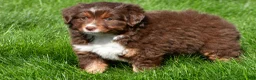 Miniature Australian Shepherd dogs for sale: Tammy - Ad 6