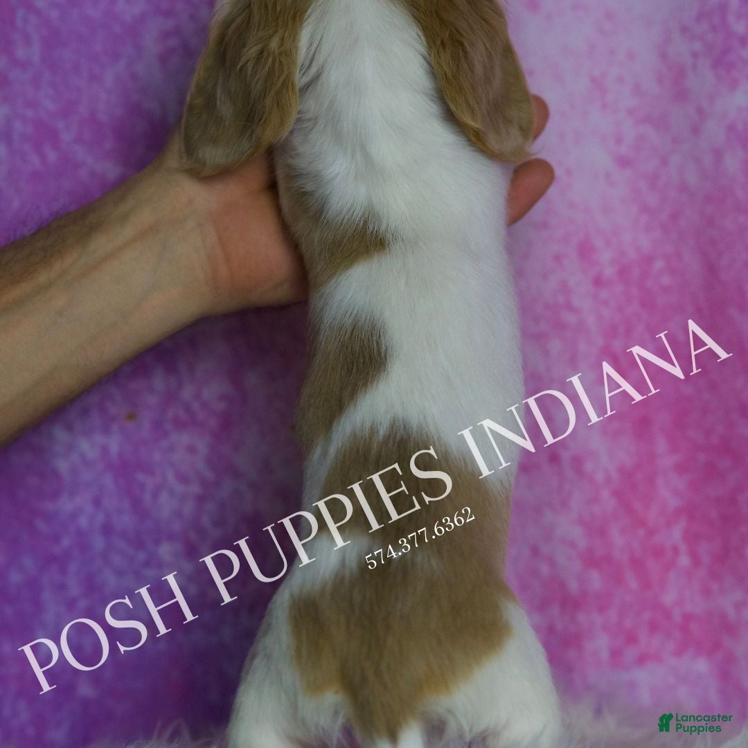 Miniature Dachshund dogs for sale: Amanda - Ad 6