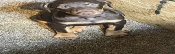 Doberman Pinscher dogs for sale: Tank - Ad 1