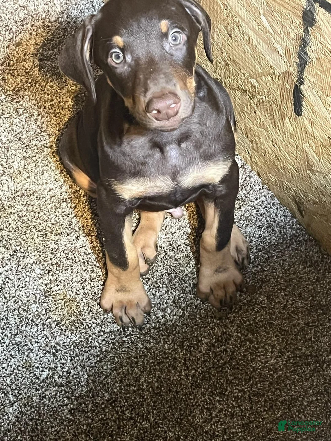 Doberman Pinscher dogs for sale: Tank - Ad 1