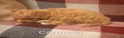 Toy Poodle dogs for sale: Carmella - Ad 5