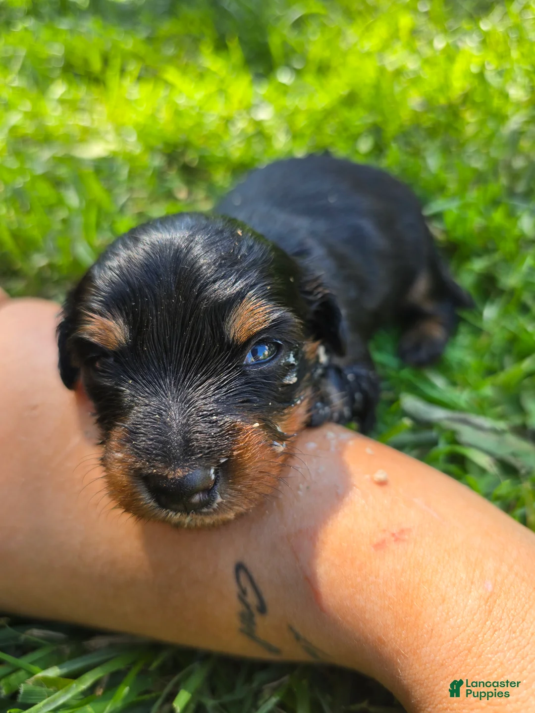 Mixed Breed dogs for sale: Susie - Ad 1