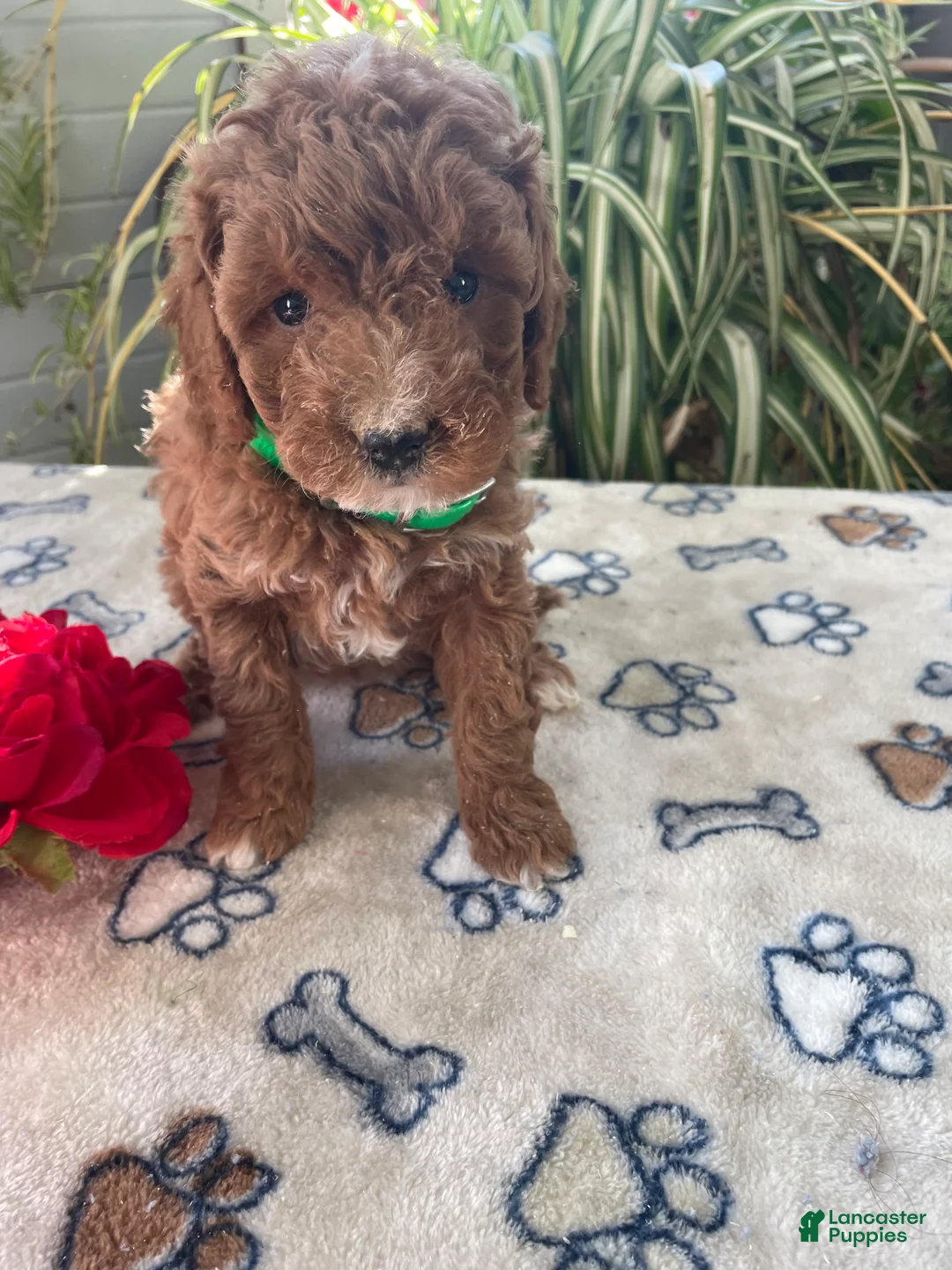 Mini Goldendoodle dogs for sale: Rosie - Ad 1