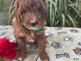 Mini Goldendoodle dogs Rosie - Ad 24