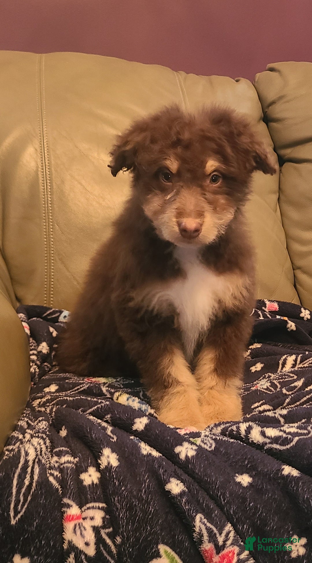 Aussiedoodle dogs for sale: Aussiedoodle Puppy 1 - Ad 3