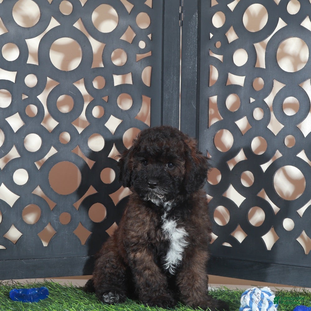 Miniature Poodle dogs Rolo Rich Chocolate/Carmel Colored Poodle Puppy - Ad 1