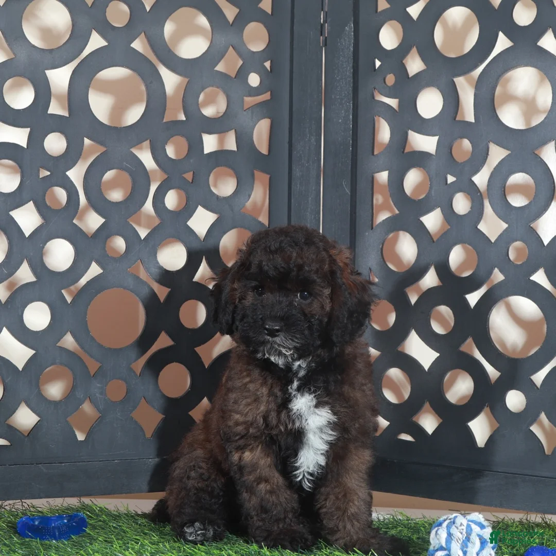 Miniature Poodle dogs for sale: Rolo Rich Chocolate/Carmel Colored Poodle Puppy - Ad 1
