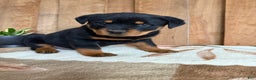 Rottweiler dogs for sale: Logan - Ad 4