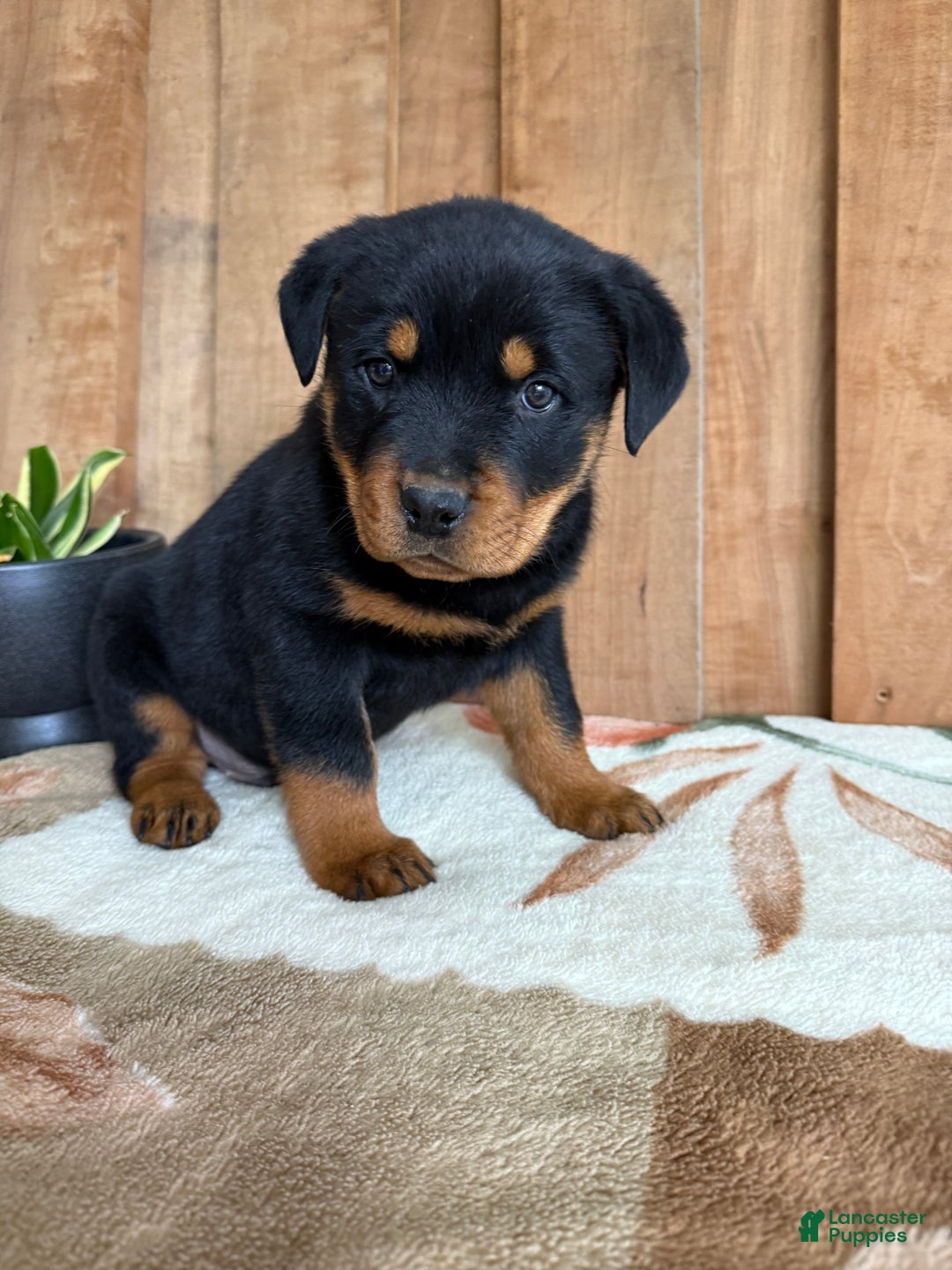 Rottweiler dogs for sale: Logan - Ad 4
