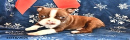 Boston Terrier dogs for sale: Rodger - Ad 1
