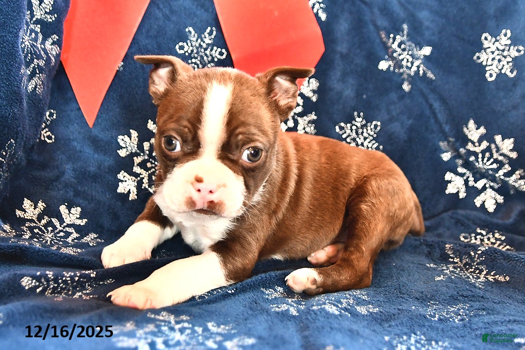 Boston Terrier dogs for sale: Rodger - Ad 1