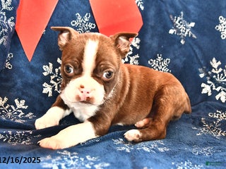Boston Terrier dogs for sale: Rodger - Ad 2