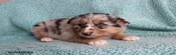 Australian Shepherd dogs for sale: Tiger - Ad 3