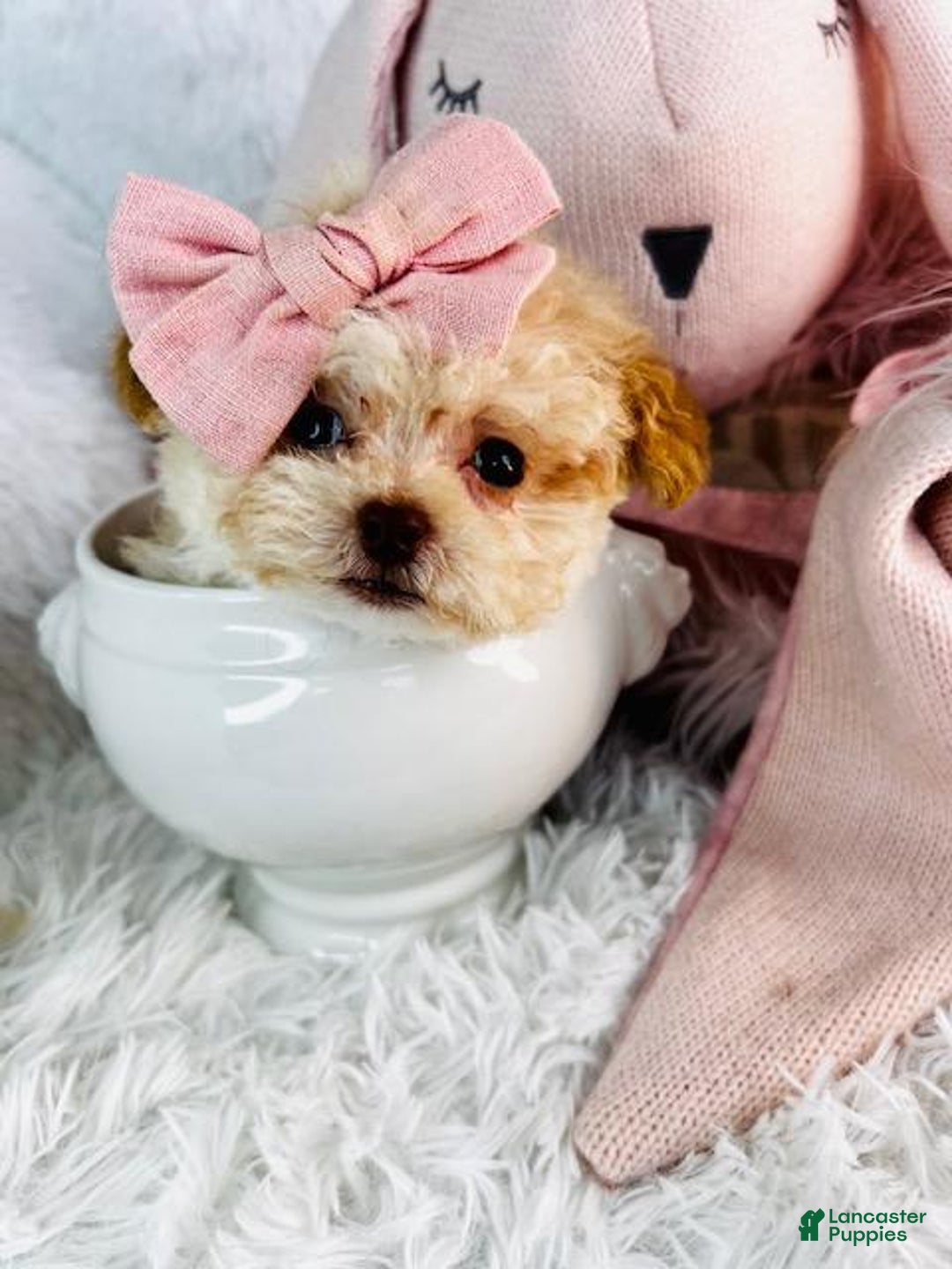 Miniature Poodle dogs for sale: Miniature Poodle Puppy 1 - Ad 3