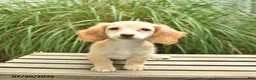 Miniature Dachshund dogs for sale: Tango  - Ad 3