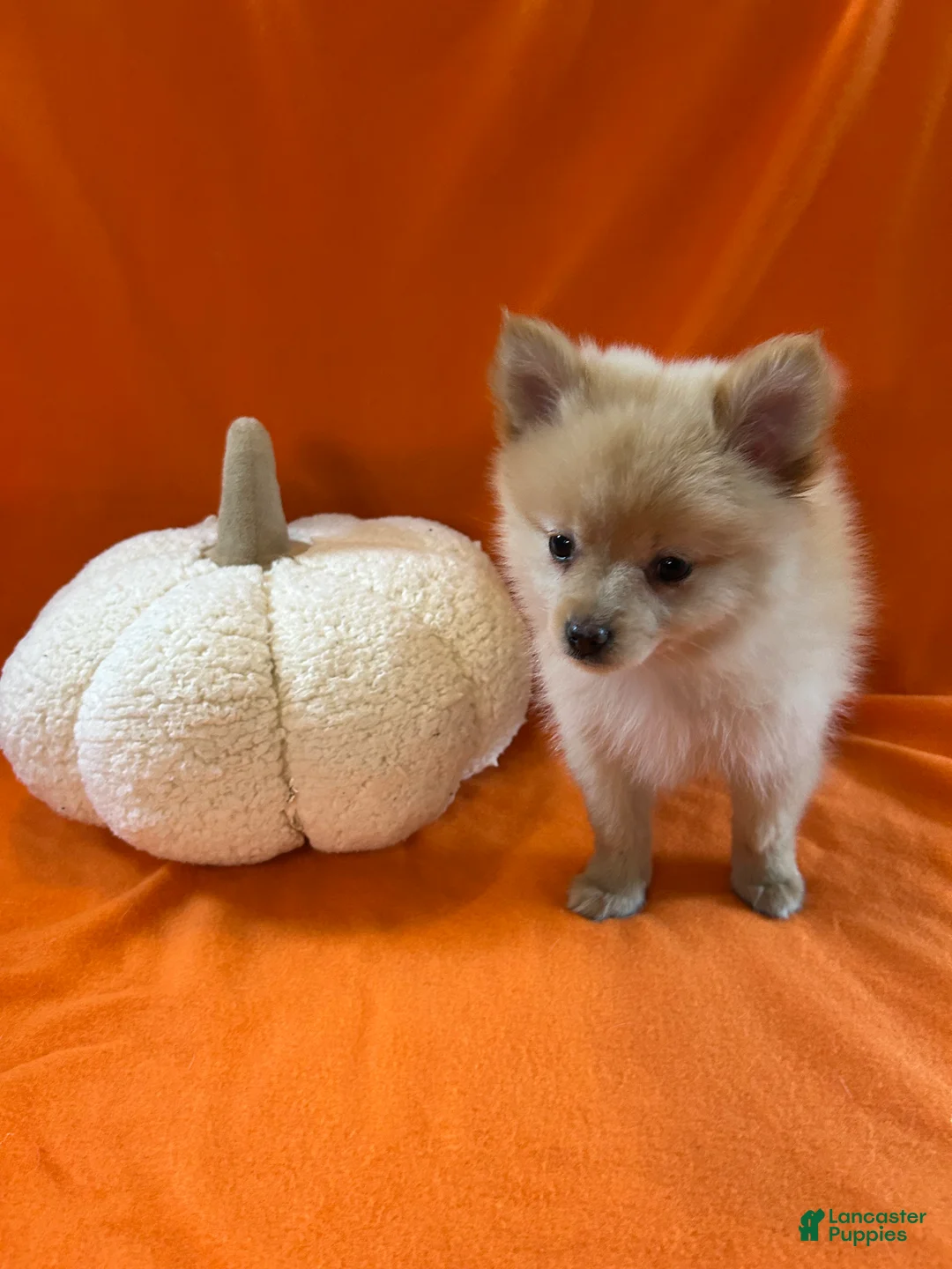 Pomeranian dogs for sale: Chris - Ad 2