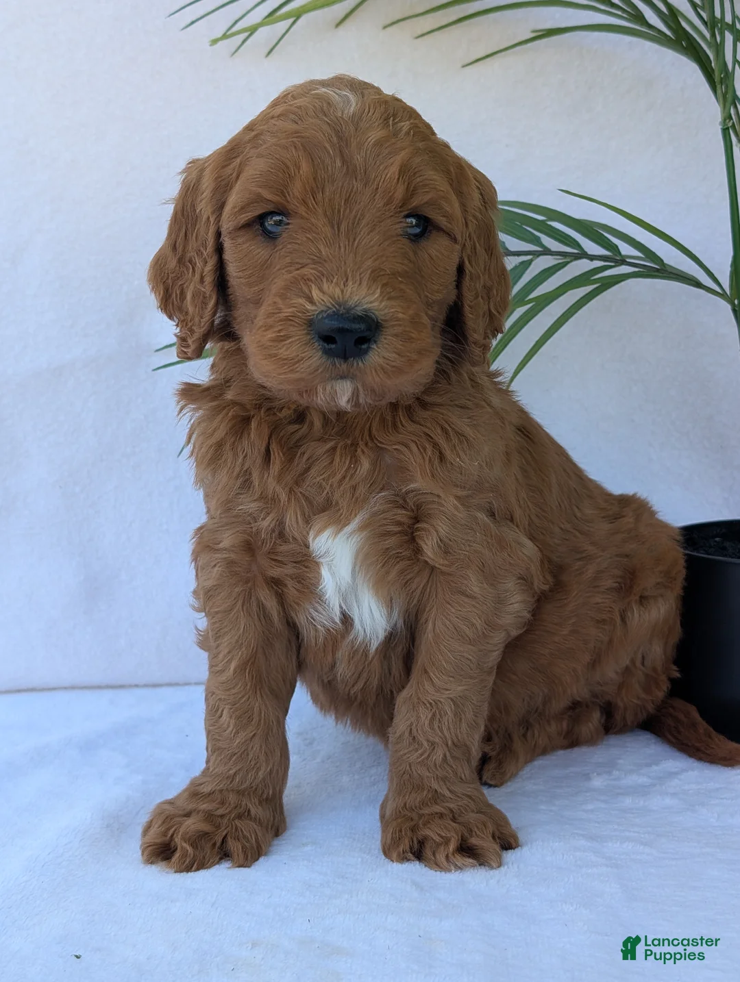 Goldendoodle dogs for sale: Marlo  - Ad 2
