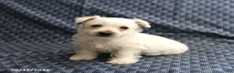West Highland Terrier dogs for sale: Dianne - Ad 1