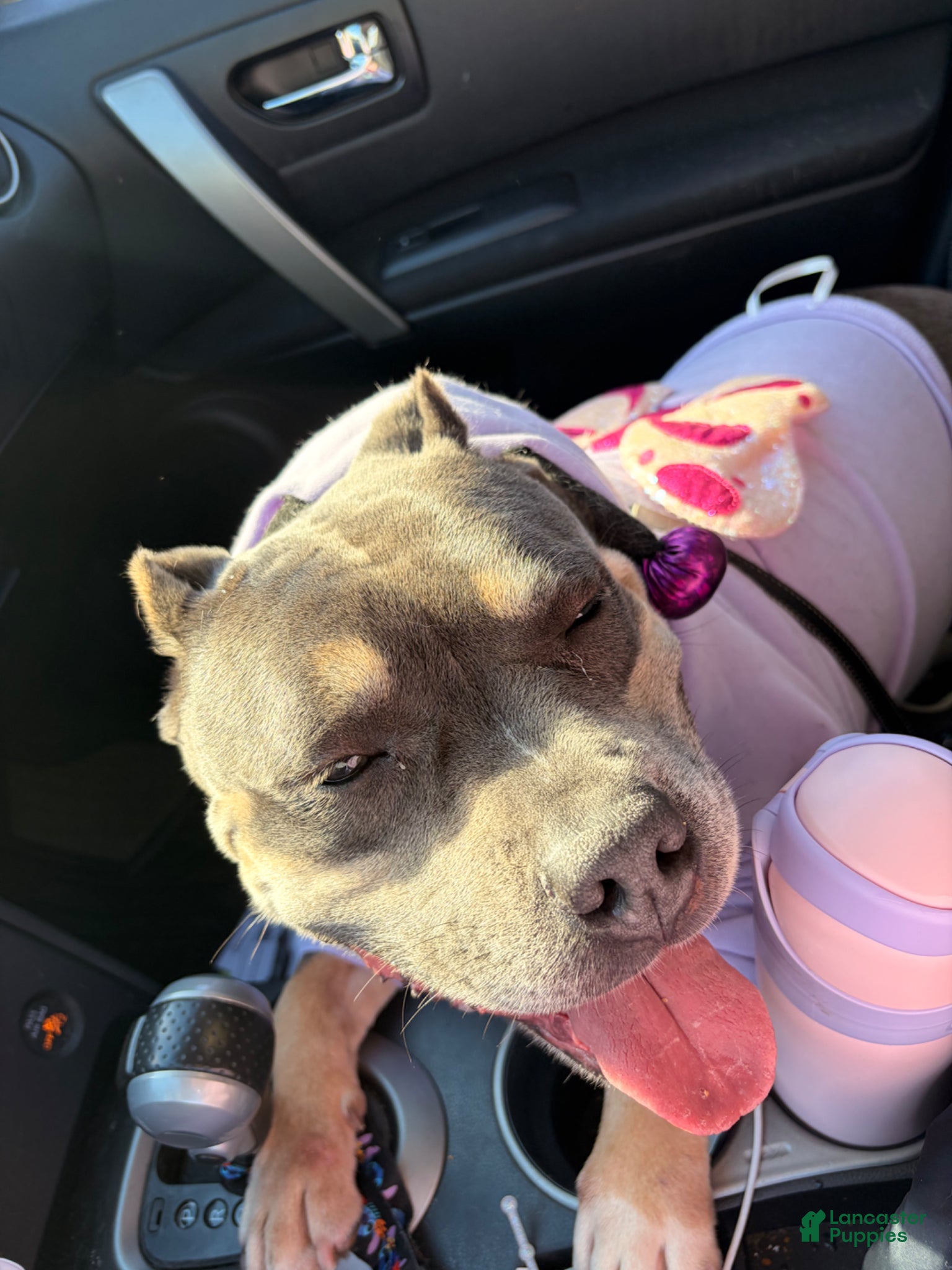 American Bully dogs American Bully Puppy 1 - Ad 1