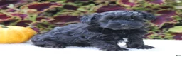Yorkiepoo dogs for sale: Kate - Ad 5