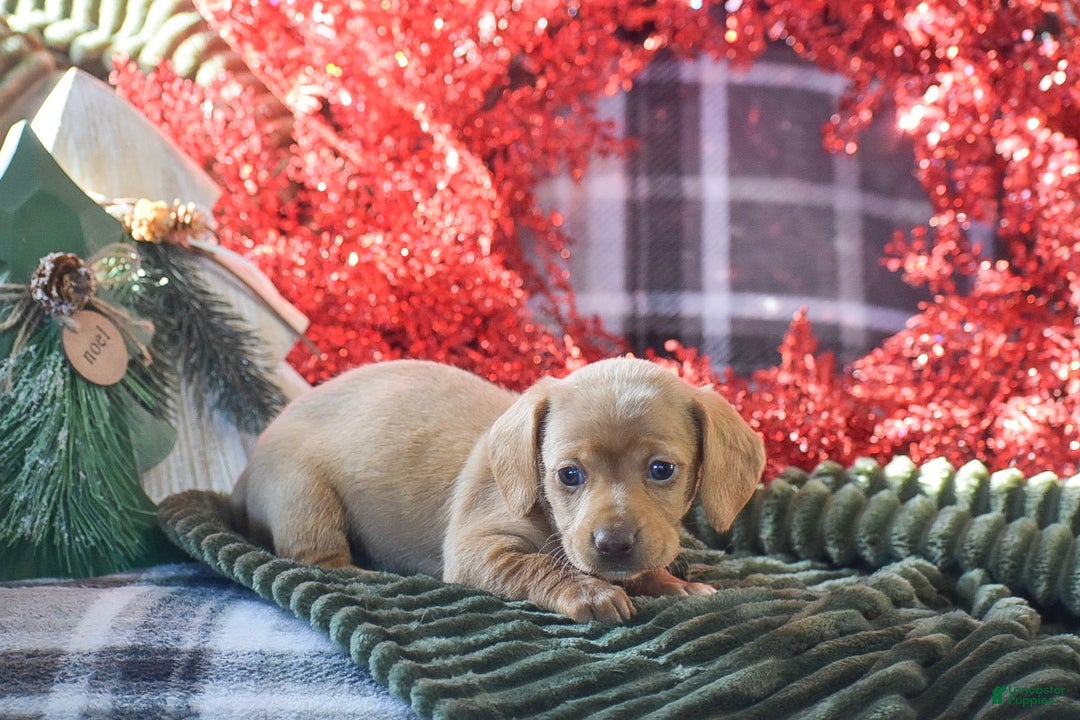 Dachshund dogs for sale: Cookie - Ad 2