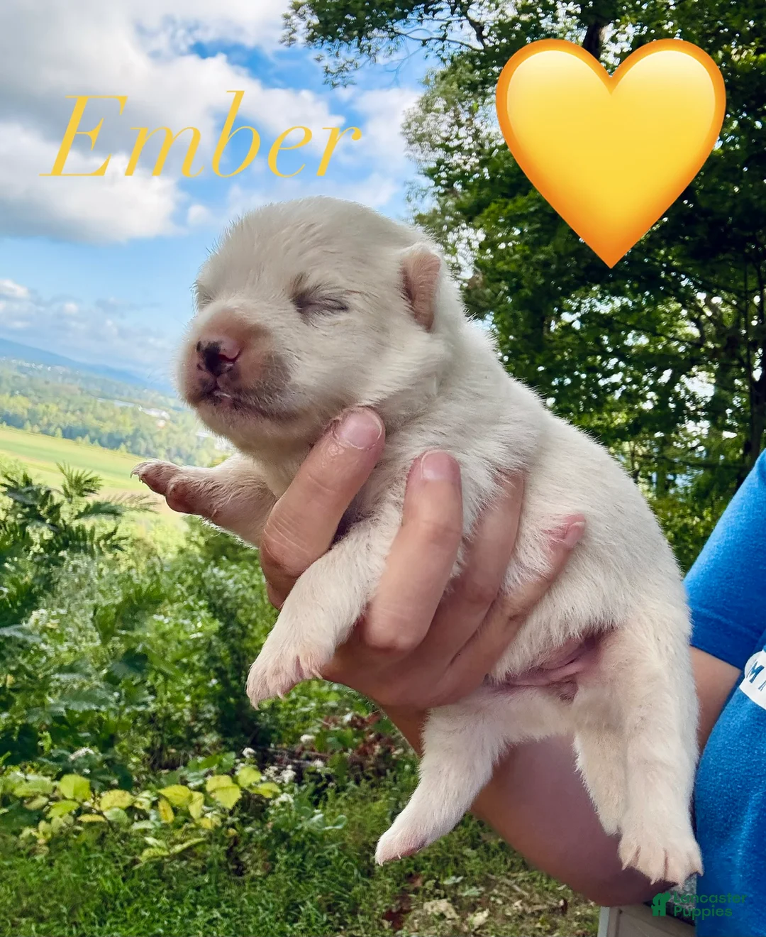 American Eskimo dogs for sale: Ember - Ad 1