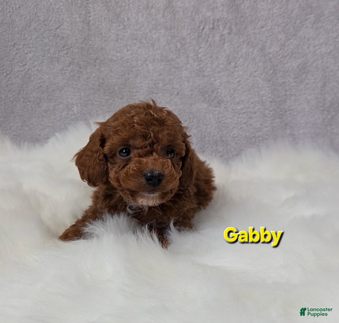 Miniature Poodle dogs for sale: Gabby - Ad 4