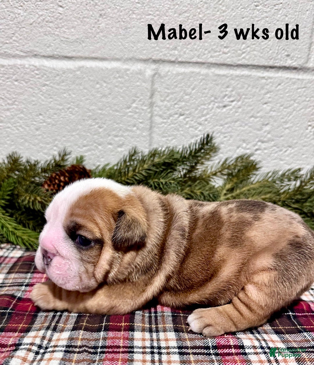 English Bulldog dogs for sale: Mabel - Ad 3