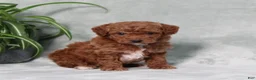 Miniature Poodle dogs for sale: Zprinkles - Ad 4