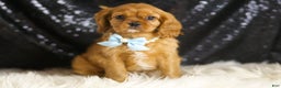 Cavalier King Charles Spaniel dogs for sale: Charmer - Ad 1