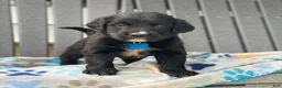Mixed Breed dogs for sale: Clover - Ad 3
