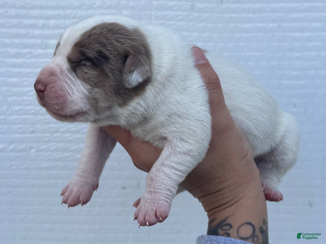 Catahoula Leopard Dog dogs for sale: Catahoula Leopard Dog Puppy 2 - Ad 4