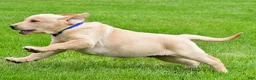 Labrador Retriever dogs for sale: Waldo - Ad 9