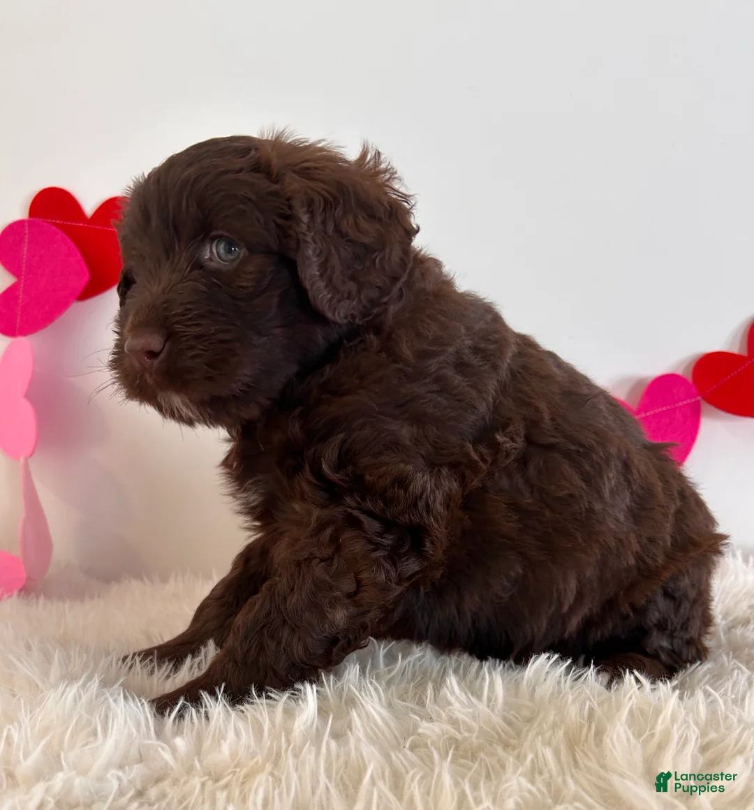 Portuguese Water Dog dogs for sale: Candy - Ad 2
