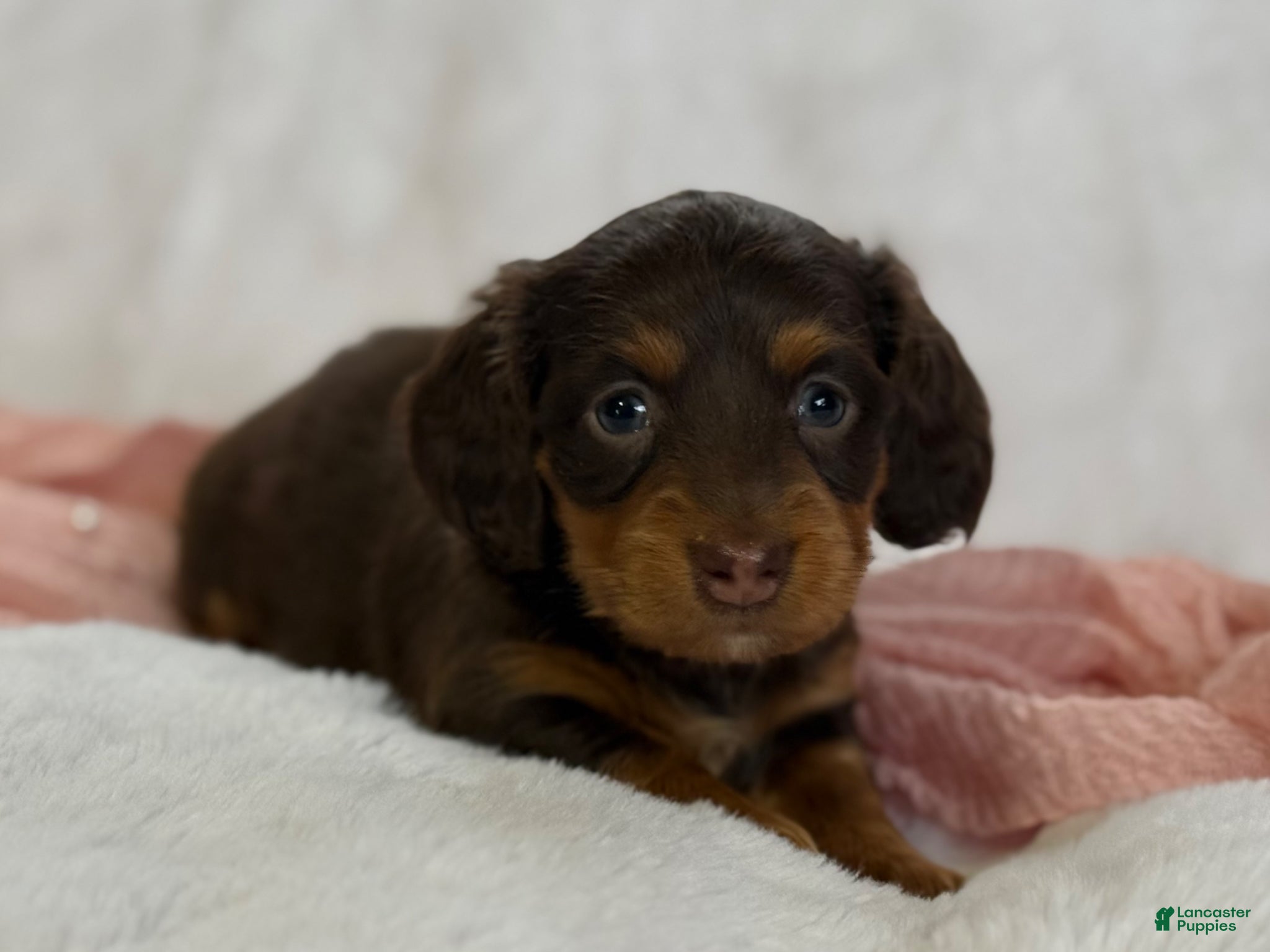 Miniature Dachshund dogs Gemma - Ad 2