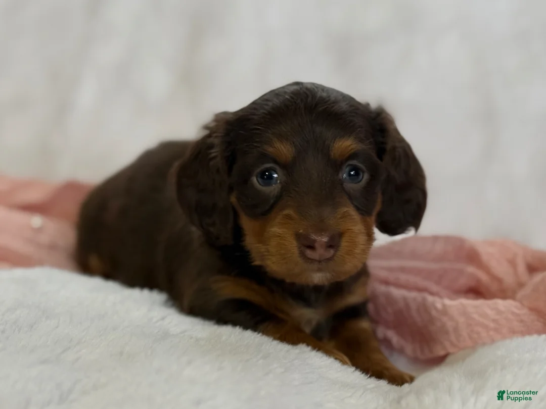 Miniature Dachshund dogs for sale: Gemma - Ad 2