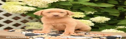 Labrador Retriever dogs for sale: Mango - Ad 3