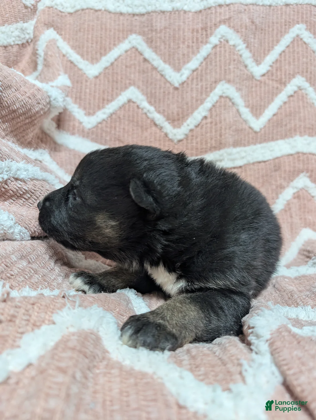 Gerberian Shepsky dogs for sale: Mia - Ad 5