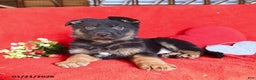 German Shepherd dogs for sale: Jordan - Ad 5