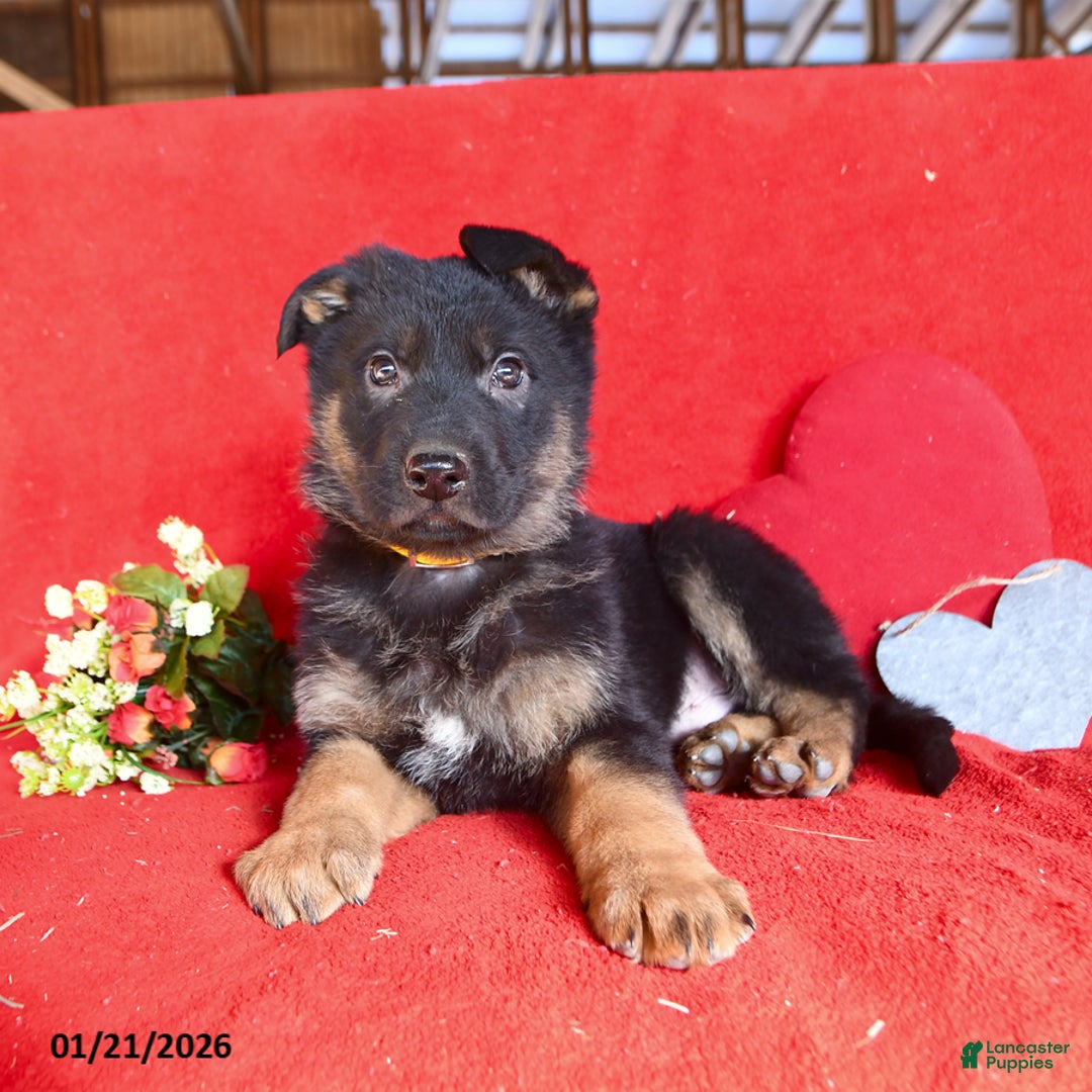 German Shepherd dogs for sale: Jordan - Ad 5